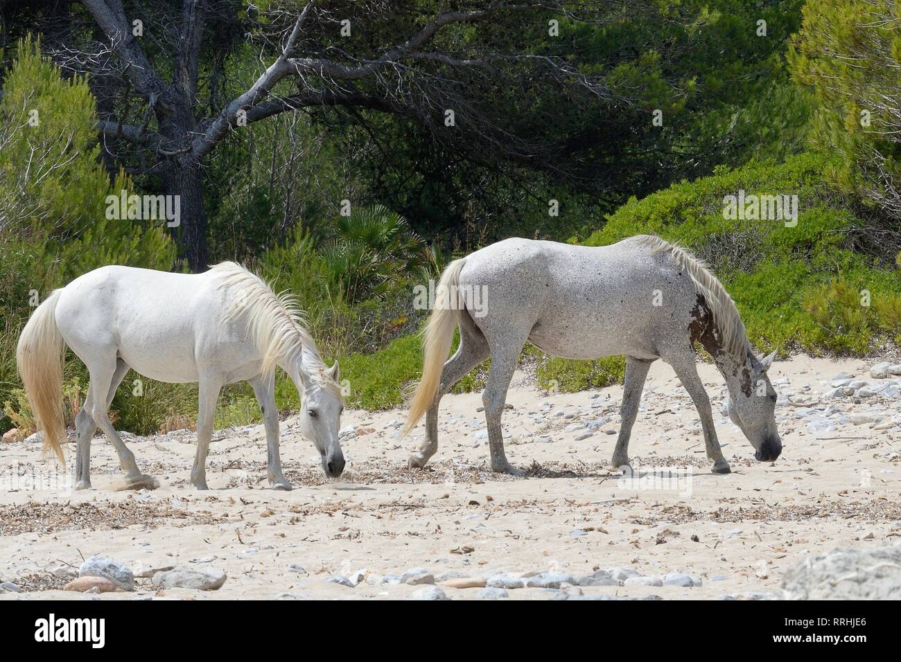Two Feral horses (Equus caballus) walking on a remote sandy beach, near Arta, Mallorca, Spain, August. Stock Photo
