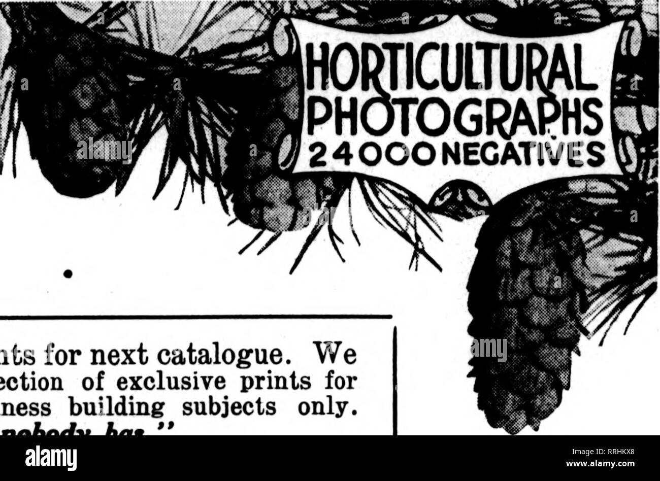 . Florists' review [microform]. Floriculture. Febbuaby 13, 1919. The Florists^ Review 87 PINUS MUGHO {Dwt. Mt.Plae) Tnnh Per 100 4-8 Bedded stock I tr $7.00 fi-io Field-GrownStock2 tr 15.00 in-l2 Field-Grown Stock 2 tr 20.00 12-18 Field-Grown Stock 2 tr 25.00 18-24 Field-Grown Stock 2 tr 85.00 Feet Per 10 1 -l^a Specimens B. &amp; B. 3 tr $ 9.60 lifl-2 Specimens B. &amp; B. 3 tr 16.00 TAXUS CANADENSIS (American Yew) Inch Per 100 6-15 Bedded Stock 1 tr $ 6.00 10-12 Field-Grown Stock 2 tr 16.00 Feet Per 10 1 -II3 Specimens B. &amp; B. 3 tr $20.00 l»3-2 Specimens B. A B. 3 tr 30.00 Nice, thrifty, Stock Photo