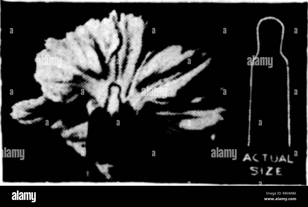 . Florists' review [microform]. Floriculture. SPLIT CARNATIONS ARE BEST MENDED WITH SUPREME CARNATION STAPLES Sample on request No tools required 50c per lOOO Postpaid- Wliolesalors write for prices -5000 for $2.00 r. W.WAITE, Manufacturer. 85 Belmont Avenue, SPRINGFIELD, MASS. The RAINBOW SYRINGE Is made of brass. It will fit a ^4-inch hose and Is easll.T adjusted for fine or coarse spray of water. The best Kieenliouse syrlnsre on the marltet. Price prepaid. $1.50 each; $18.0U per doz. JOHN WELSH YOUNG Cpsal Station, P. R. R., Pliiludelphia, Pa. Al^^ays mention the Florists* Revie7 'wben 'wr Stock Photo