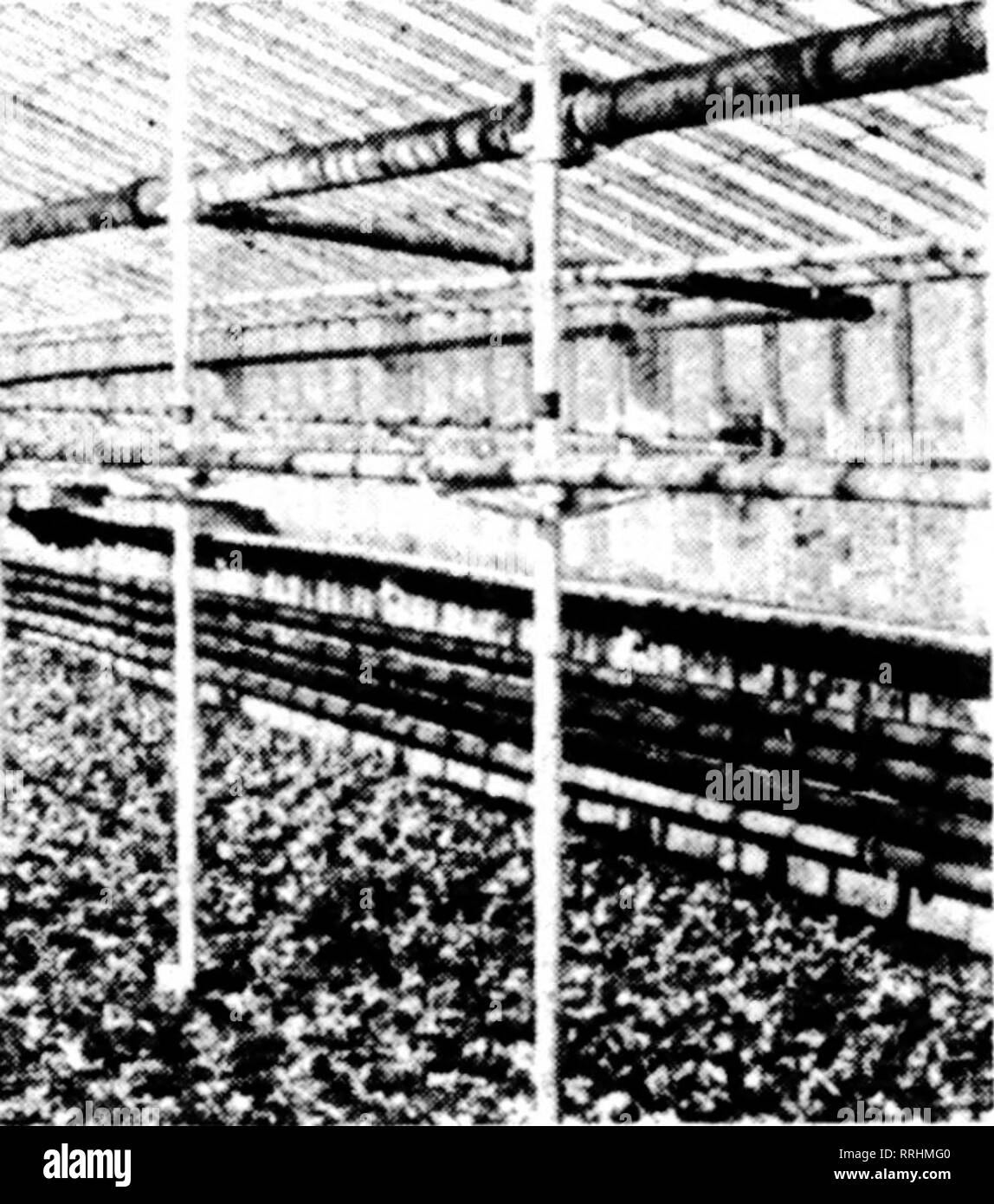 . Florists' review [microform]. Floriculture. or^&amp;l^arnhame. Builders of Greenhouses and Conservatories IRVINGTON New York BOSTON Little Bldg. NEW YORK 42nd St. Bldg. CLEVELAND 2063 E. 4th St. Eastern Factory Irvington. N. Y. PHILADELPHIA Land Title Bldg. TORONTO Royal Bank Bldg. We»tern Factory Des Plaines, 111. CHICAGO Continental Bank Bids. MONTREAL Transportatioo Bldf. Canadian Factory ^' ' St. Catharines, Ont. f I m h. Please note that these images are extracted from scanned page images that may have been digitally enhanced for readability - coloration and appearance of these illustra Stock Photo