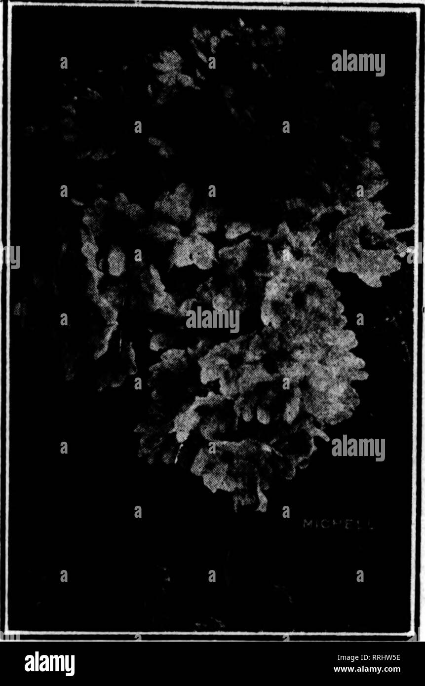 Florists Review Microform Floriculture Ijf H Sp J Wl W Quot A Quot Ir Ww Ip Bw H L L Quot Gt Gt Iw I L Lj K F L Iy Lilj Jllp L J L Bh Wji L Lfp Pwflwlp W W I W J I January 29 19 The Florists