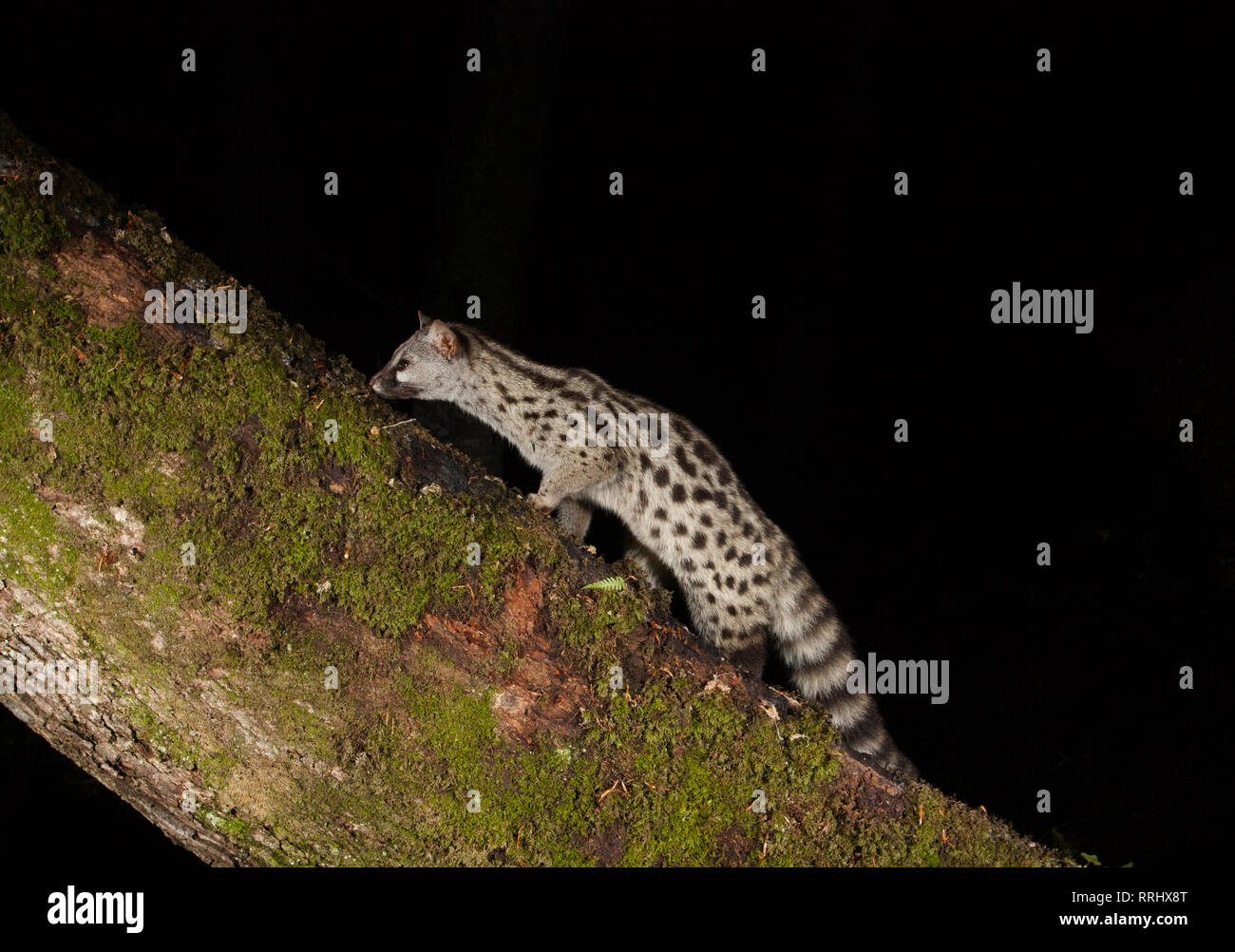 Common Genet (Genetta genetta) on the trunk of an oak tree (Oyambre Natural Park, Cantabria (Spain) Stock Photo