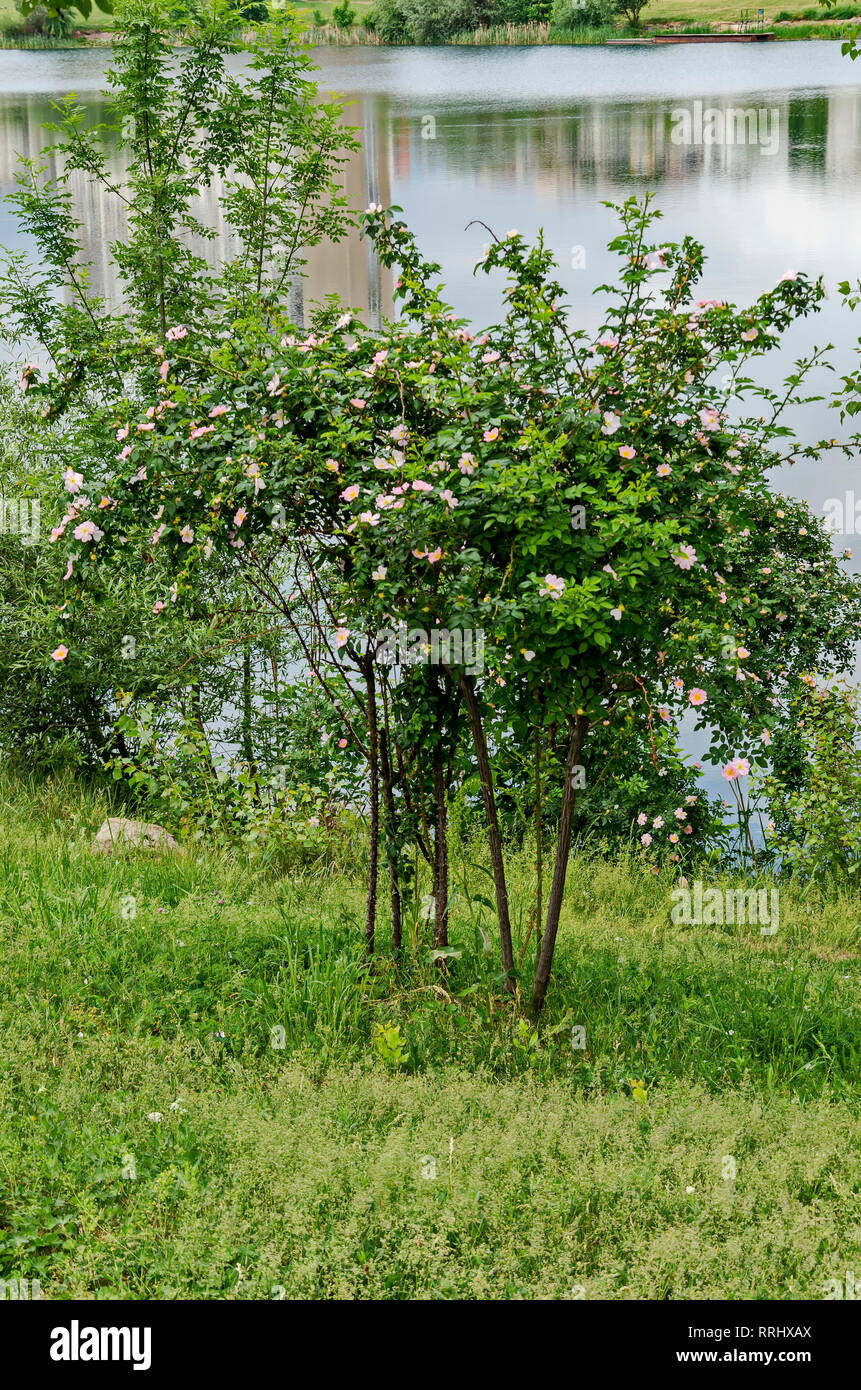 Bush with fresh bloom of wild rose, brier or Rosa canina flower in the garden, Sofia, Bulgaria Stock Photo