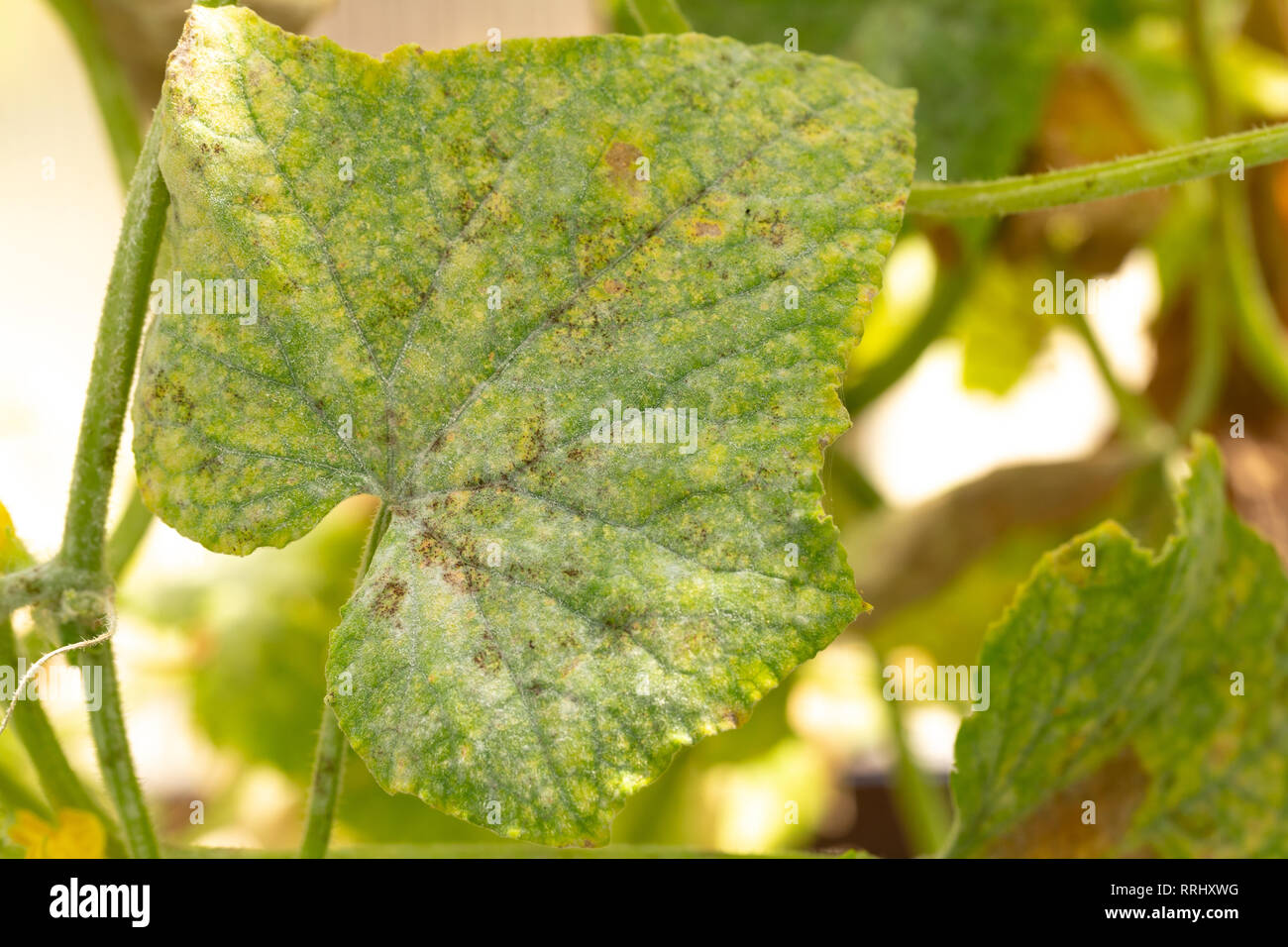 Mildew on the leaf of a cucumber in a greenhouse Stock Photo