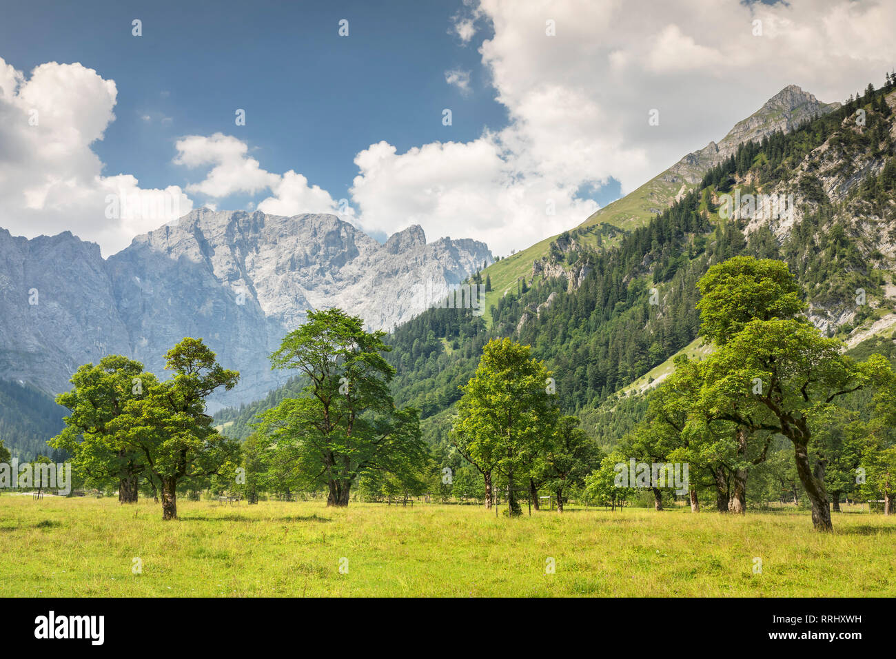 Grosser Ahornboden, maple trees, Karwendel mountains, nature reserve, Eng, Hinterriss, Tyrol, Austria, Europe Stock Photo