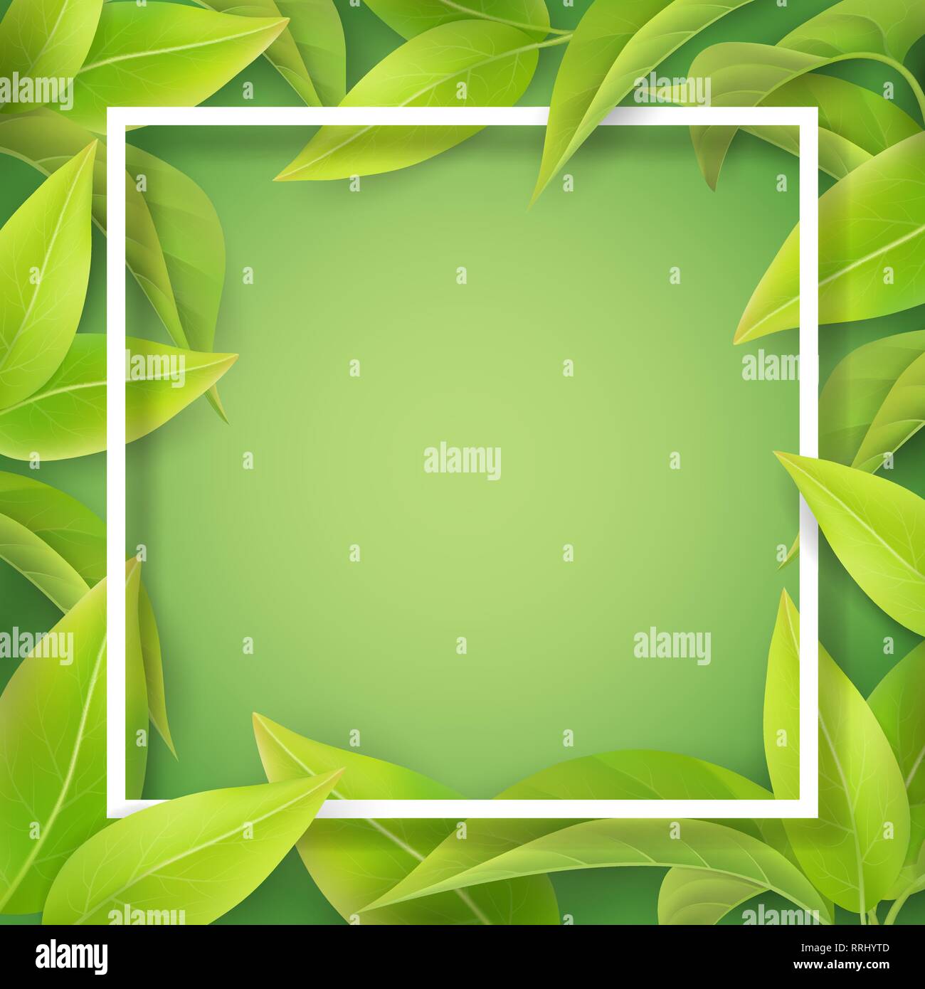 Green mellow leaves and white frame. Stock Vector