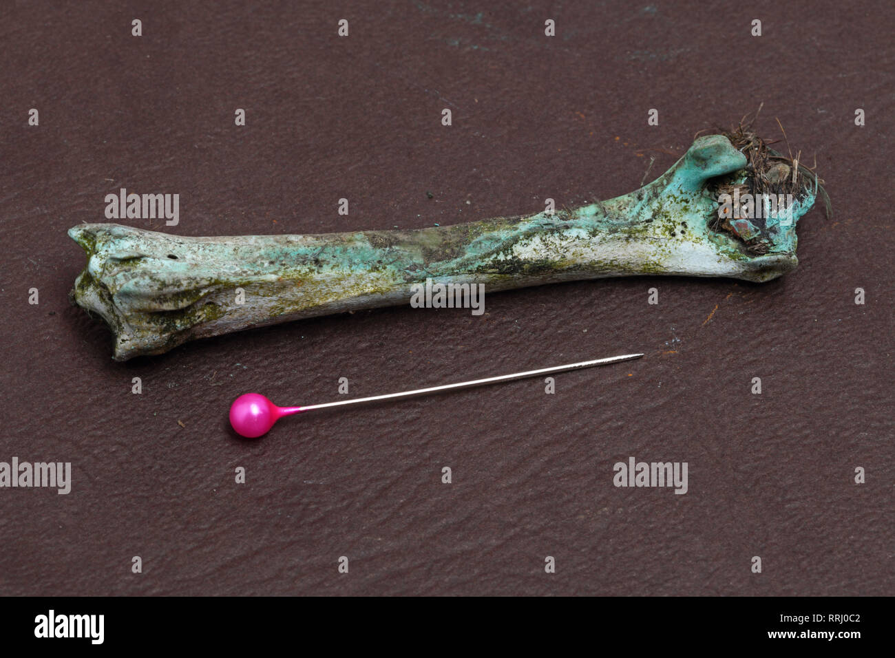 native bird bone impregnated with copper solution in an example of industrial pollution Stock Photo