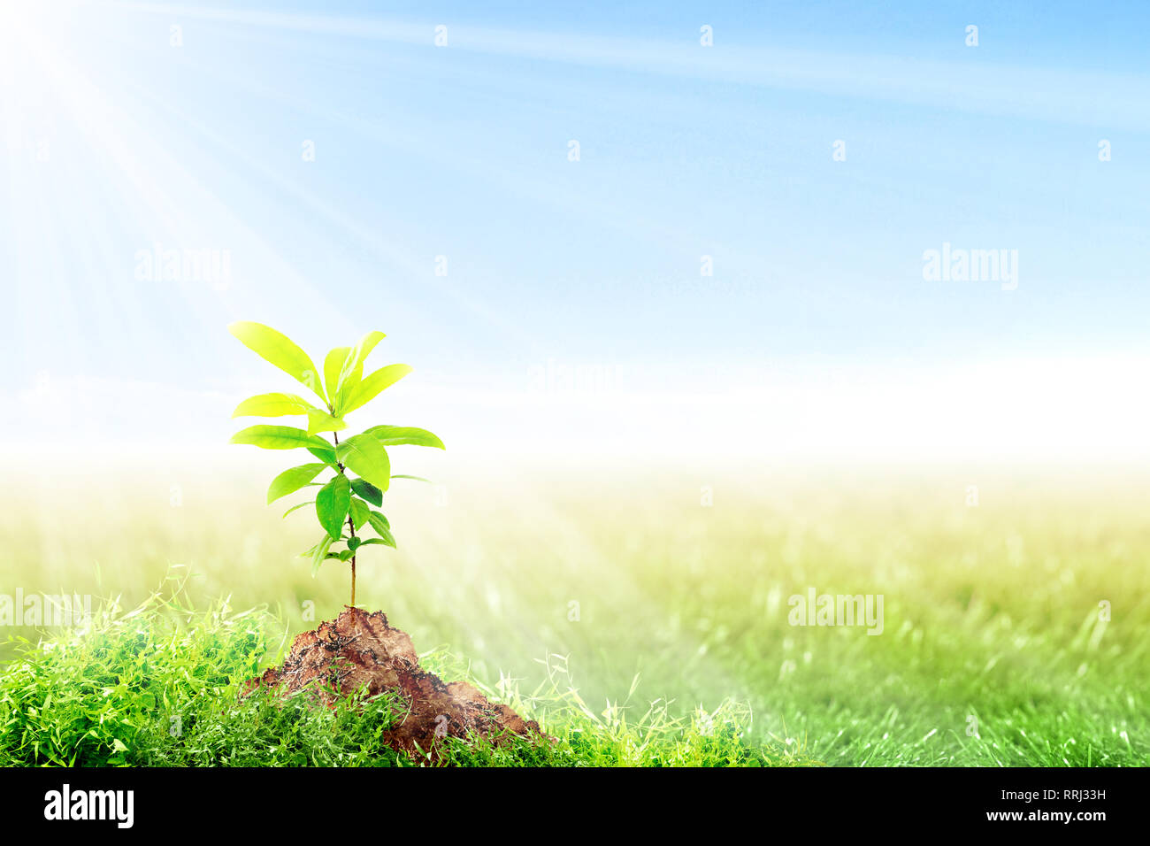 Young plant growing on fertile soil in meadow with sunlight and blue ...