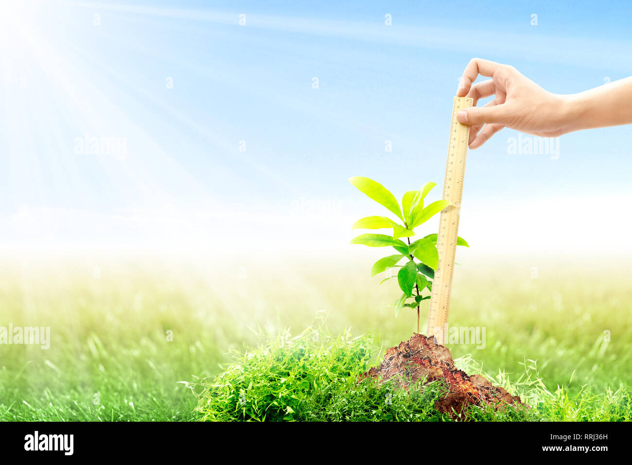 Female hand with a ruler measuring her growing plant height on fertile soil in meadow with sunlight and blue sky background. Earth day concept Stock Photo