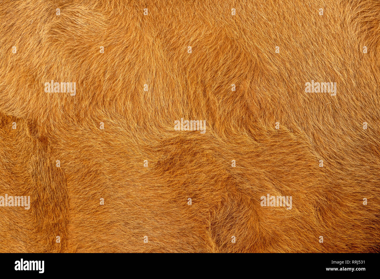 Cow or animal fur brown and golden color, fur  background and texture Stock Photo