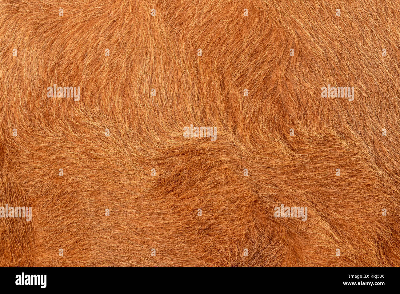 Cow or animal fur brown and golden color, fur  background and texture Stock Photo