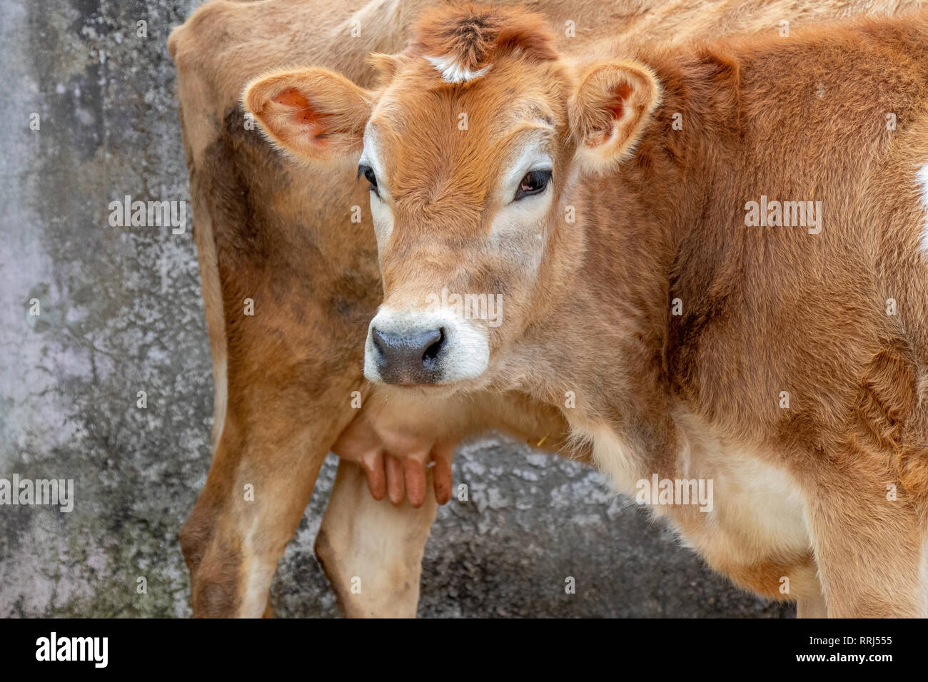 Jersey cow and calf, mother and son standing in stall Stock Photo - Alamy