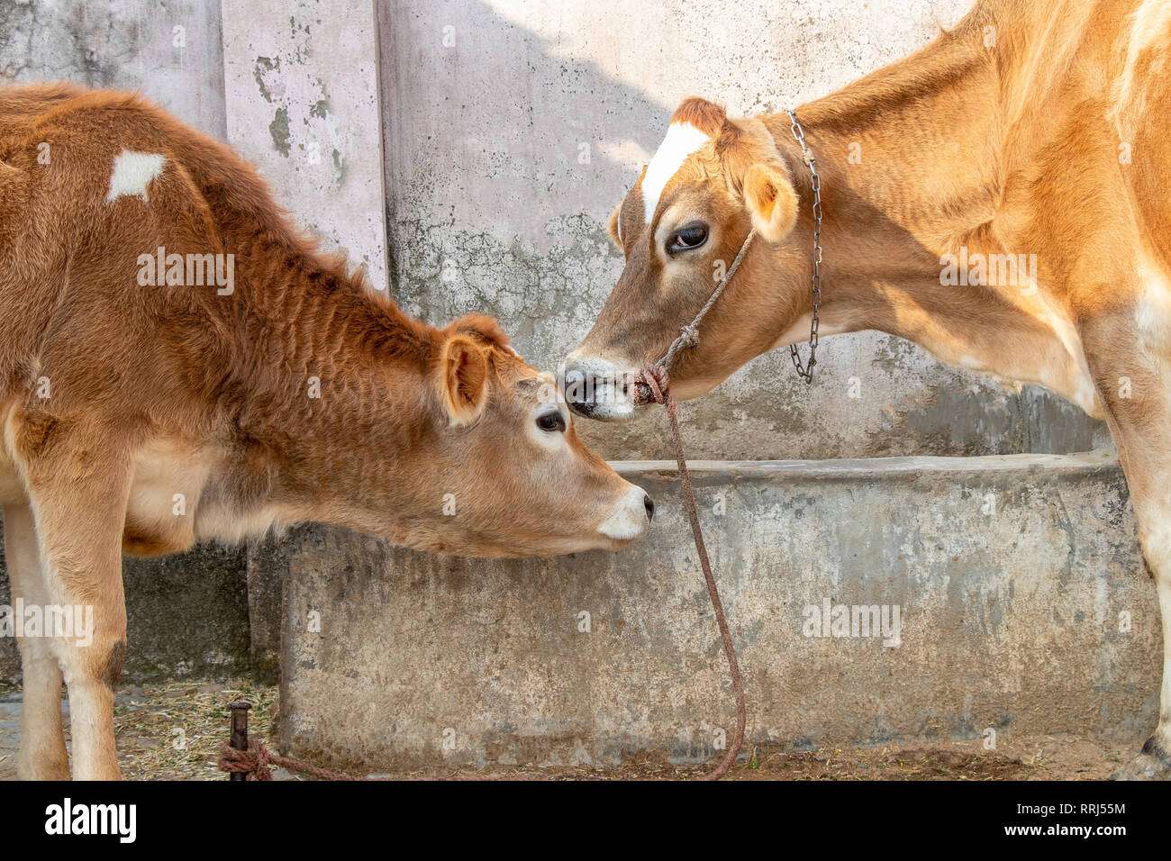 Jersey cow and calf cuddles, love, mother and son Stock Photo - Alamy