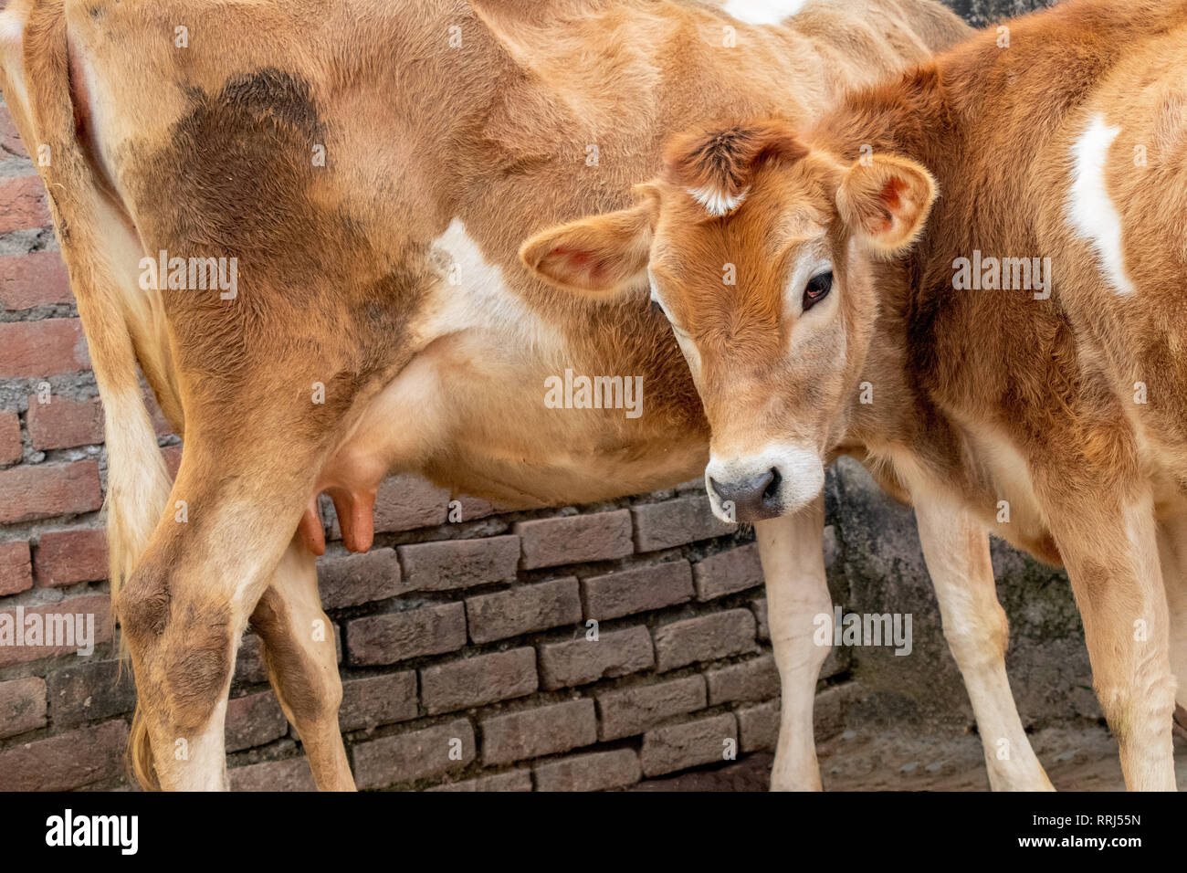 Jersey cow and calf, mother and son standing in stall. Stock Photo