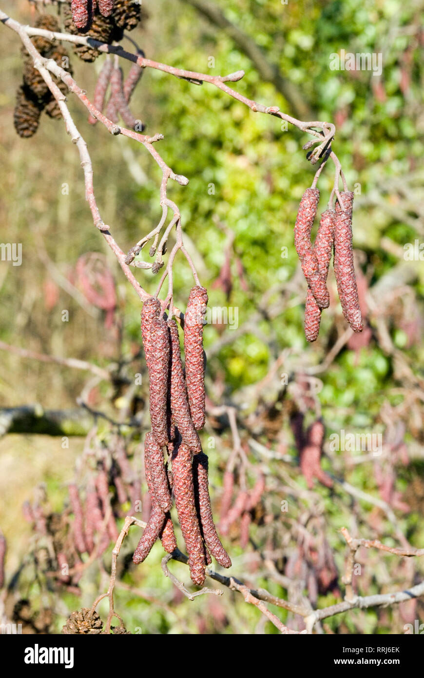 Alder Tree Catkins Stock Photo Alamy