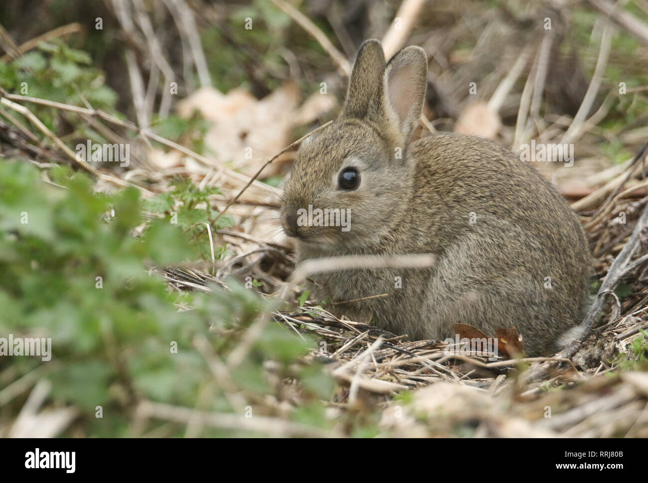 Week Old Rabbit stock image. Image of baby, wild, feet - 2893581