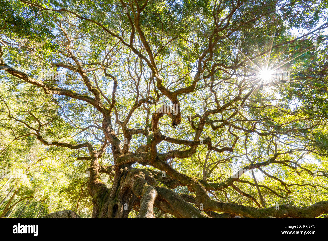 Angel Oak Live Oak Tree in Johns Island, Charleston, South Carolina Stock Photo