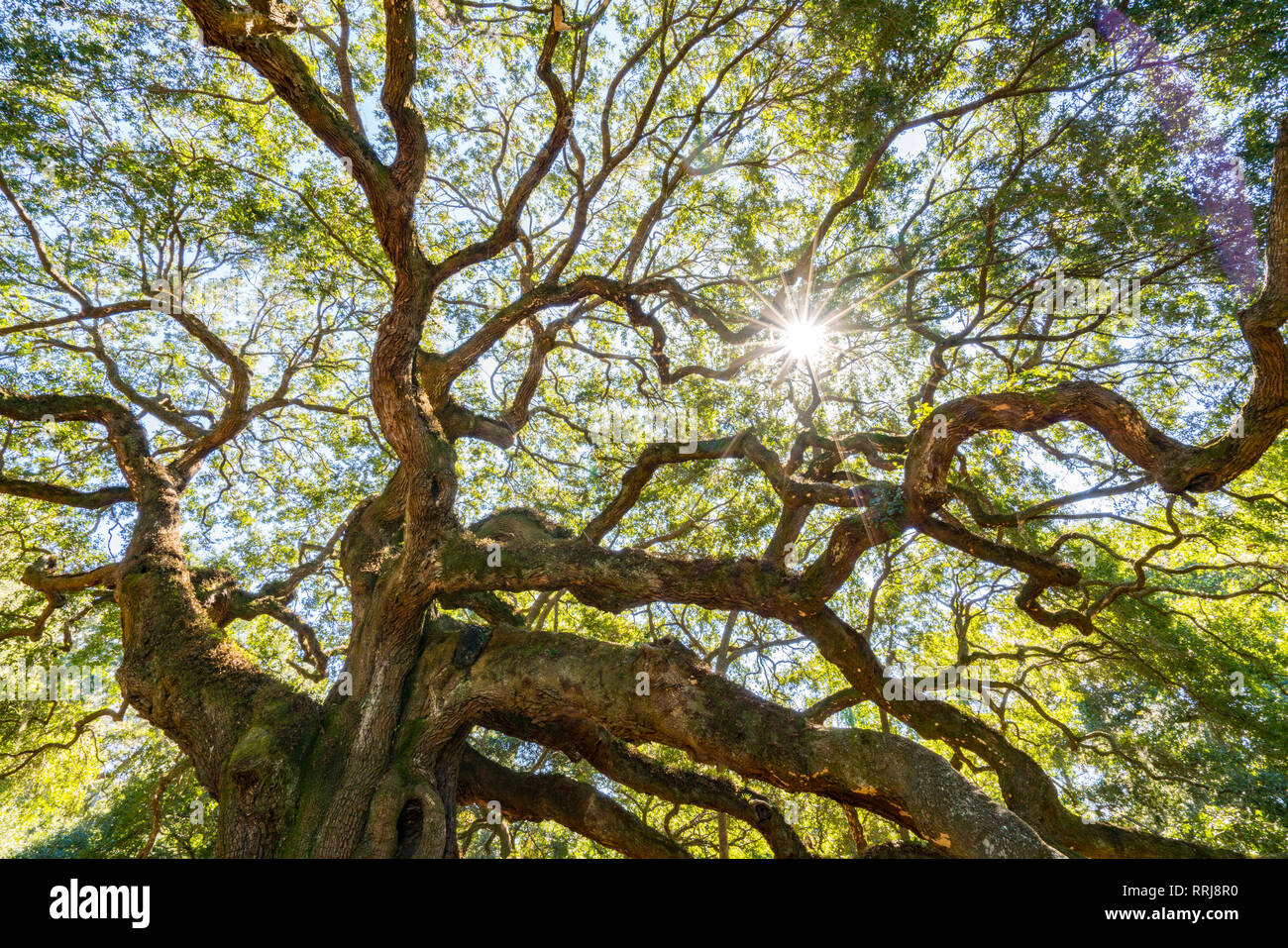 Angel Oak Live Oak Tree in Johns Island, Charleston, South Carolina Stock Photo