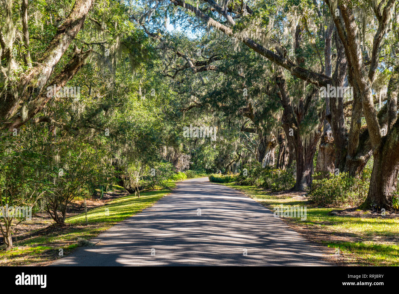 Road lined with live oak trees with spanish moss in South Carolina Stock Photo