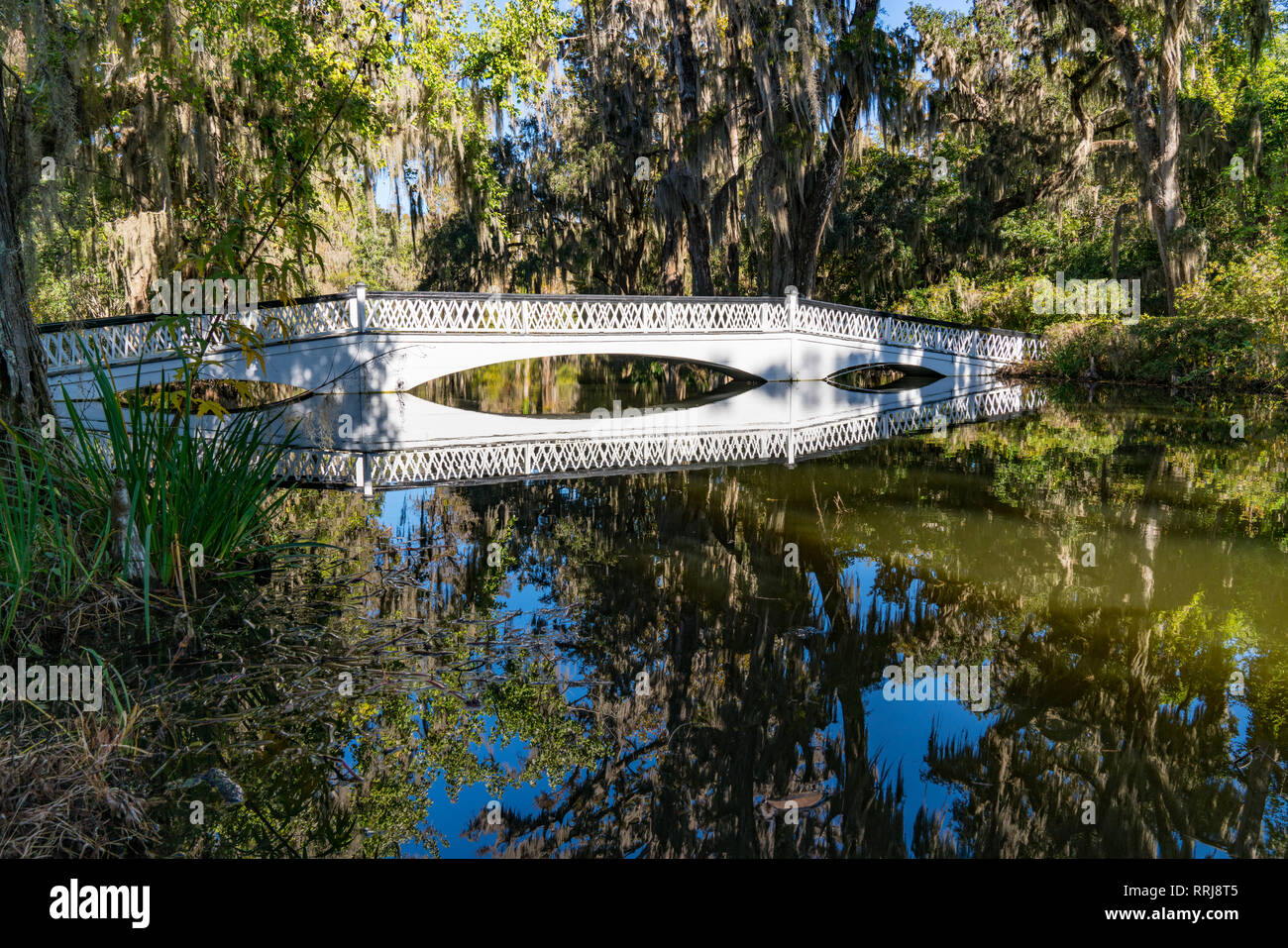 Bridge over Cypress Gardens in Charleston, South Carolina Stock Photo