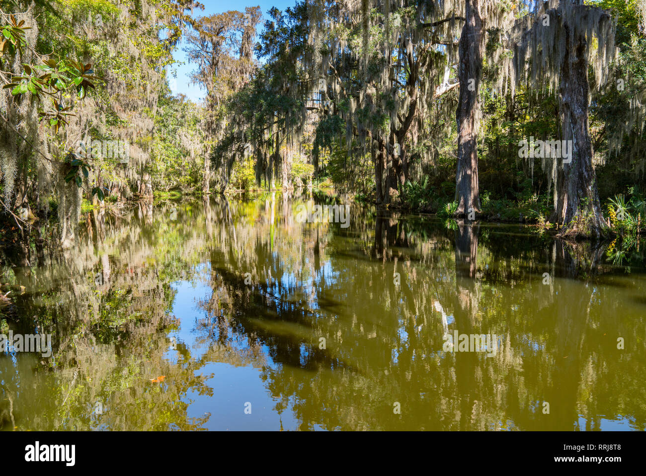 Cypress swamp with spanish moss in the South Carolina low country Stock Photo