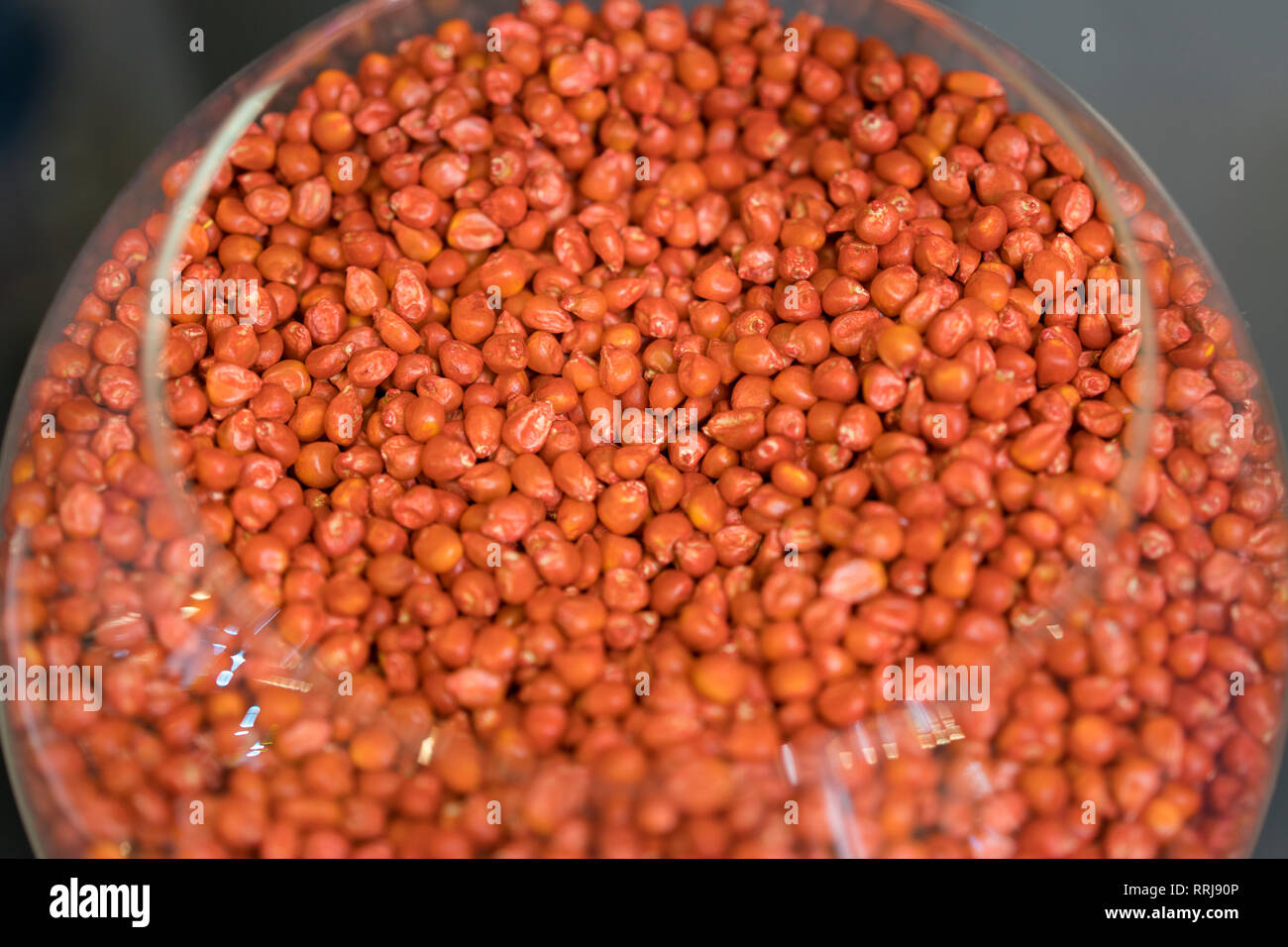 corn seed for planting. Elite Corn Seeds. Stock Photo