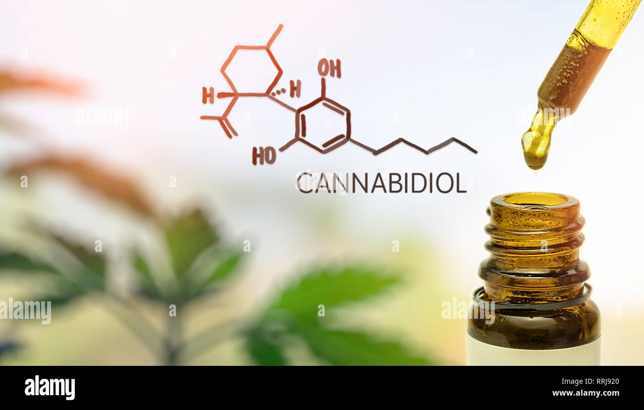 CBD Cannabidiol in pipette against Hemp plant with chemical molecule Stock Photo