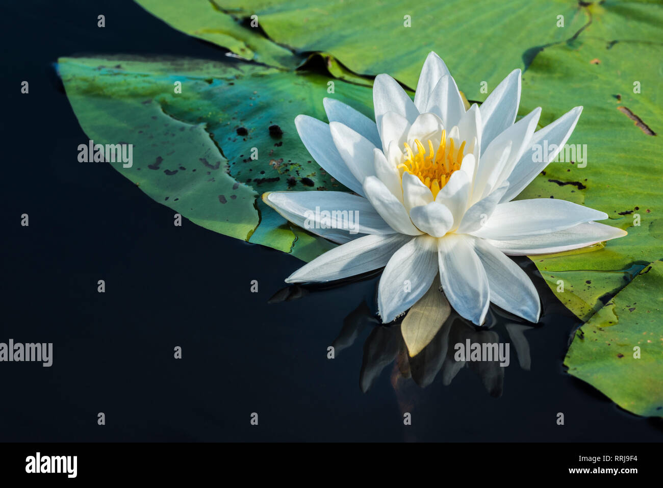 botany, Fragrant White Water Lily (Nymphaea odorata) in wetland on Horseshoe Lake in Muskoka, Additional-Rights-Clearance-Info-Not-Available Stock Photo