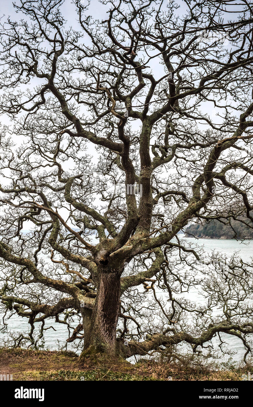 Sessile Oak trees Quercus petraea in a woodland on the banks of the River Fal in Cornwall. Stock Photo
