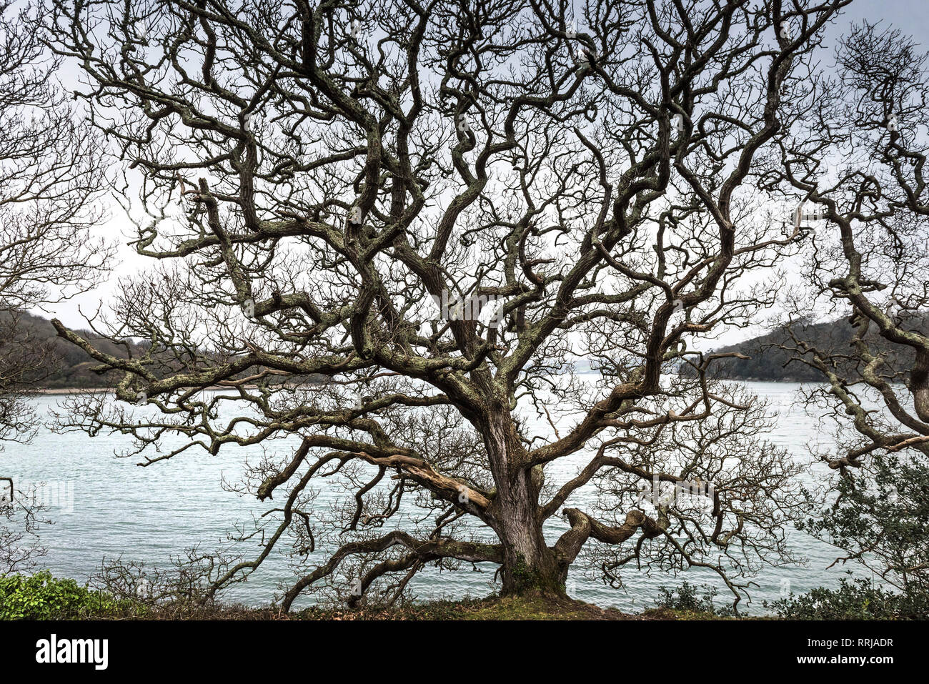 A woodland of Sessile Oak trees Quercus petraea on the banks of the River Fal in Cornwall. Stock Photo