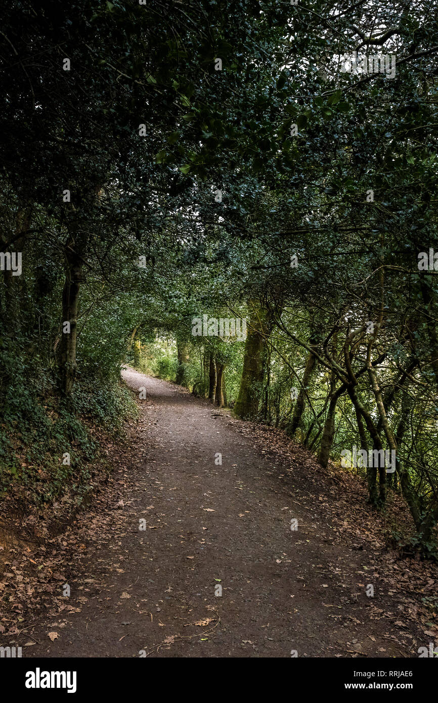 A footpath in a woodland in Cornwall. Stock Photo