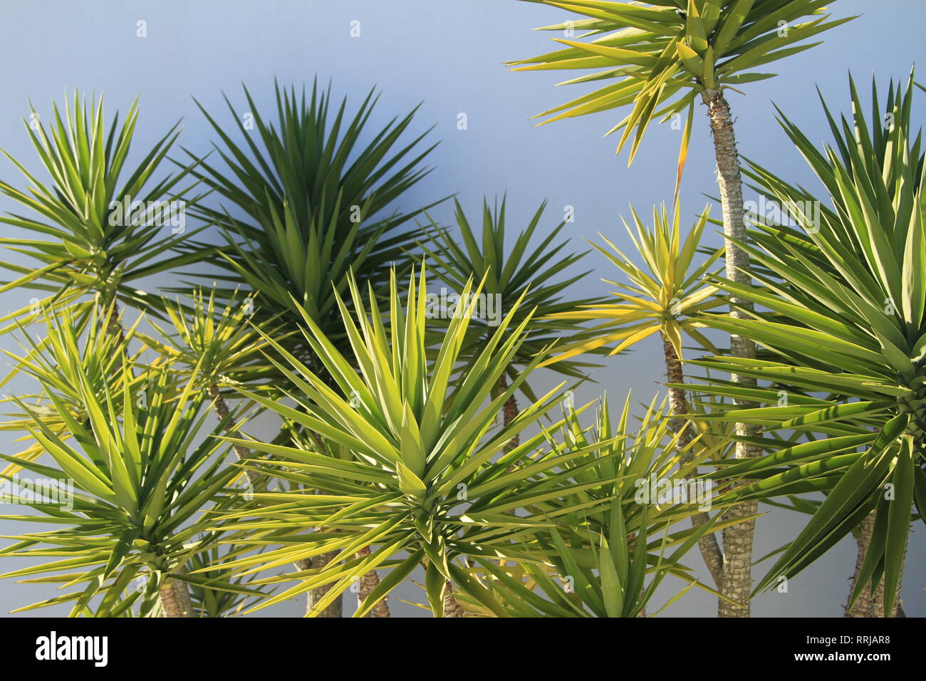 Ornamental Yucca Aloifolia (Spanish Dagger), Southern Portugal, Europe Stock Photo