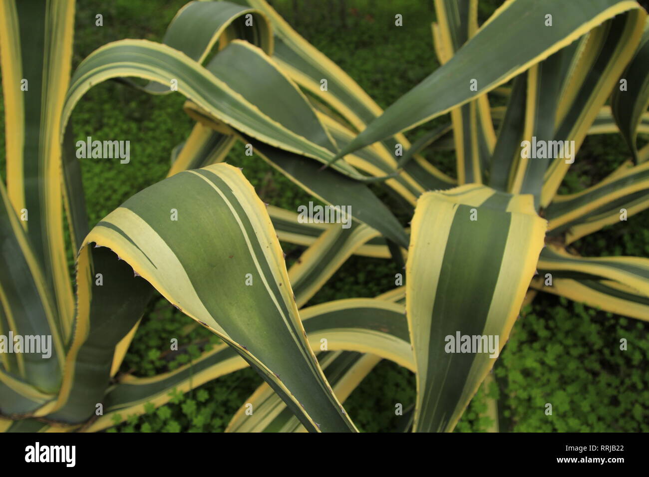 Agave family hires stock photography and images Alamy