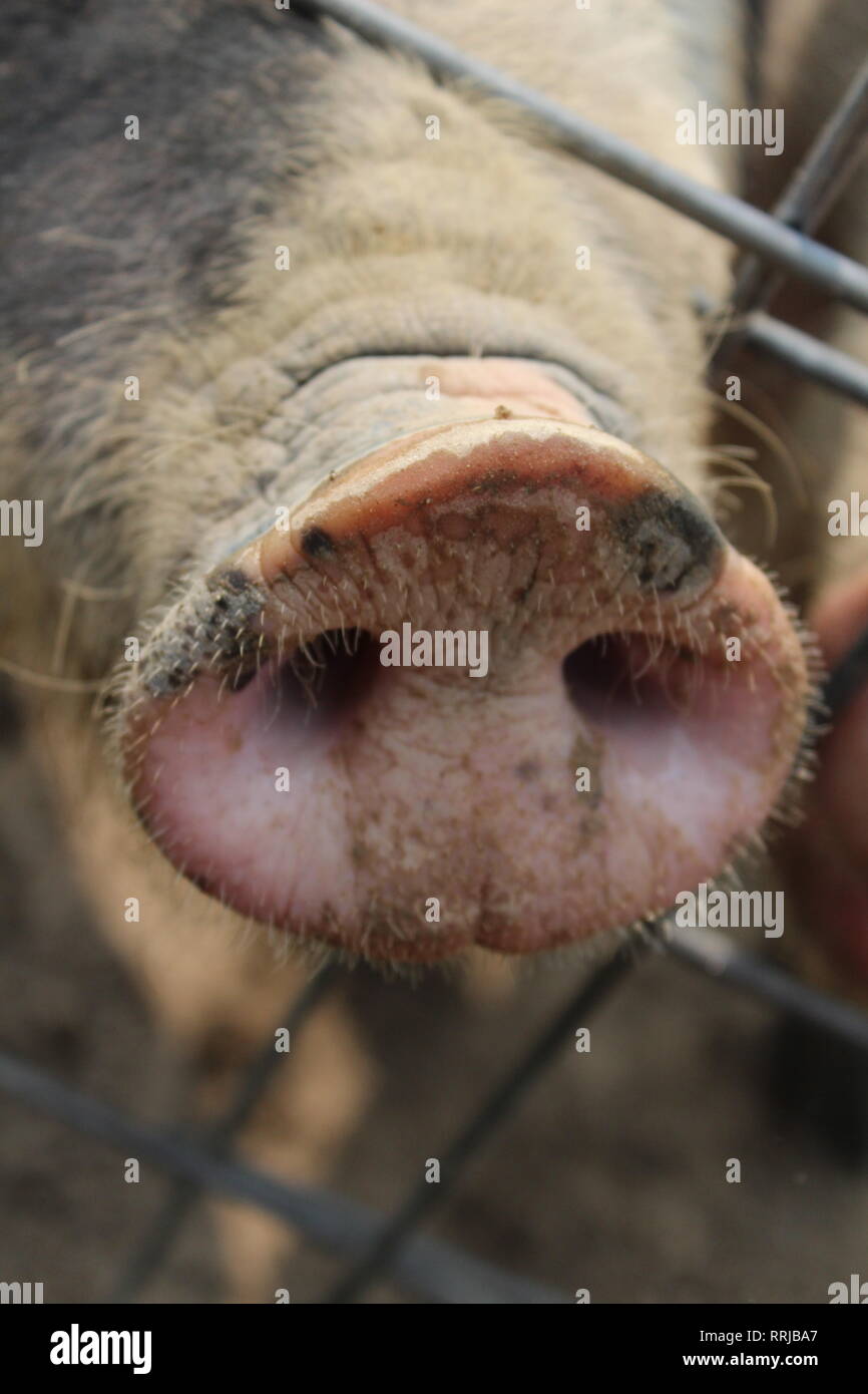 pig nose Stock Photo