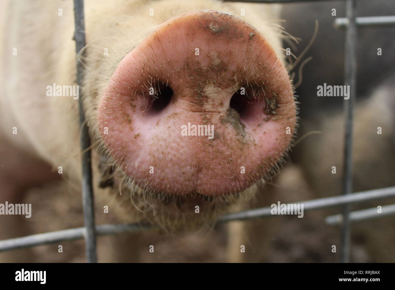 pig nose Stock Photo