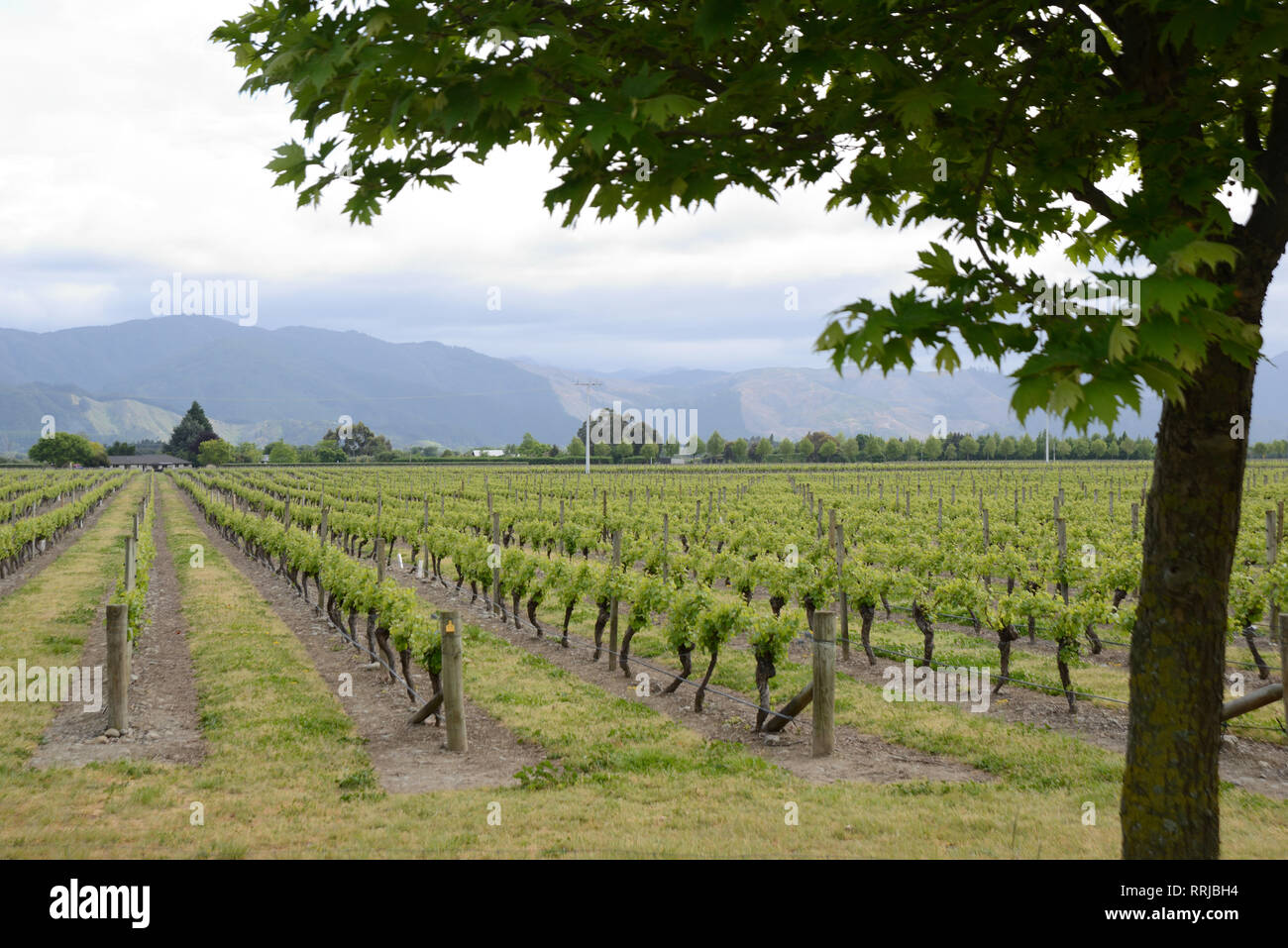 An oak tree frames a vineyard near Blenheim, New Zealand, in the early spring Stock Photo