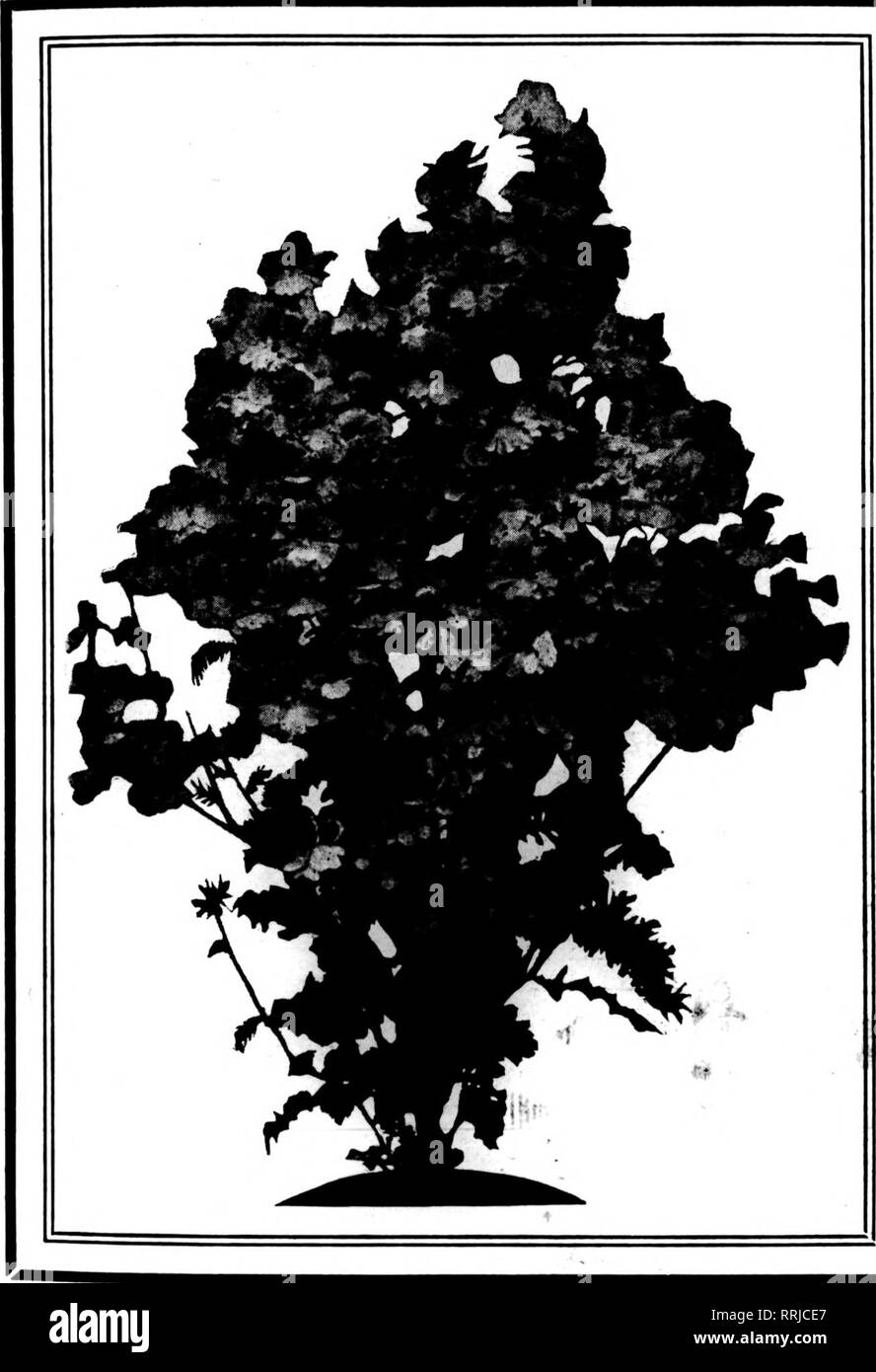 . Florists' review [microform]. Floriculture. NOVBMBEB 28, 1918. The Horists' Review 71. Hurst &amp; Son's Noted Schizanthus WISETONENSIS An excellent strain reselected. Per 100 pkts., $6.00; per doz., $0.85; per oz., $6.00. WISETONENSIS, HYBRIDS, Hunt's Monarch Strain Undoubtedly the finest strain of lar^e flowered hy- brids in existence. Fine compact habit. Per 100 pkts., $7.20; per doz.. $1.00; per oz., $7.20. GRANDIFLORA HYBRIDS, Crimson Shades Deep rose and crimson shades, blotched and marbled chocolate; large flowered. Per 100 pkts., $7.20; per doz., $1.00. GRANDIFLOR HYBRIDS. Rose and  Stock Photo