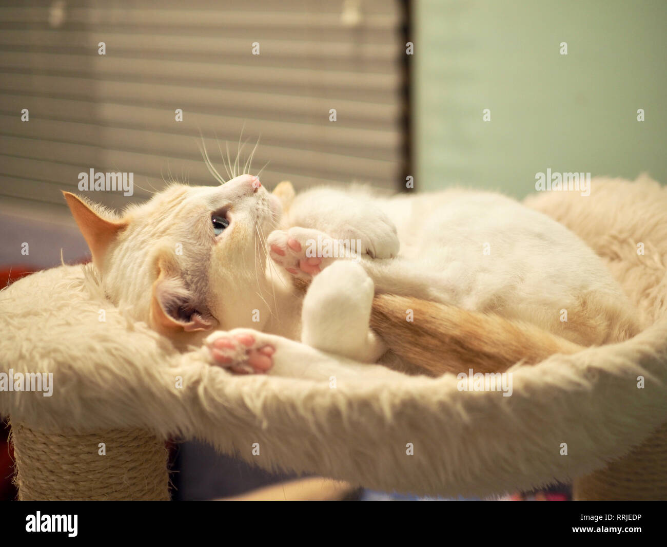 Mitzie the flame point Siamese on her favorite bed Stock Photo