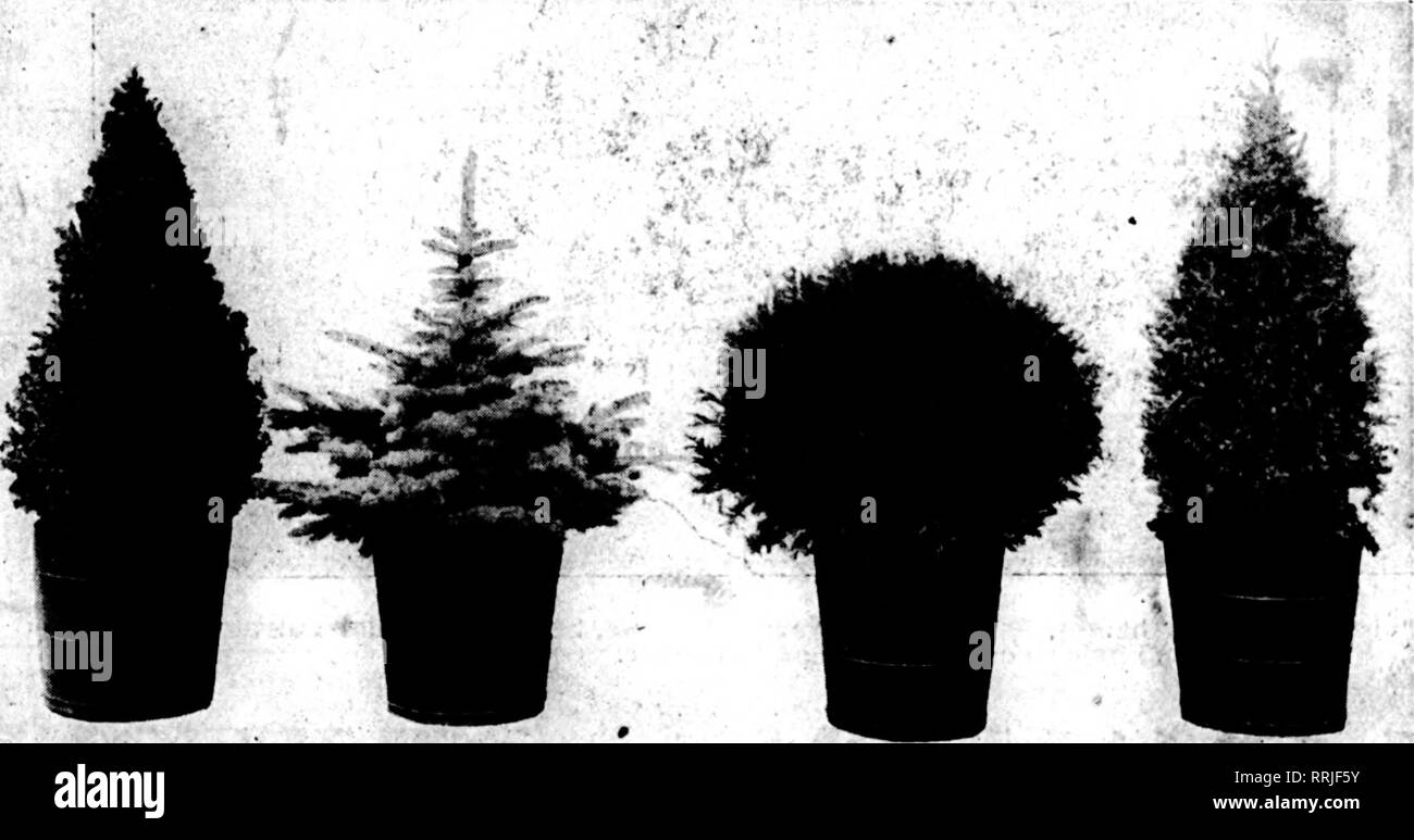 Dwarf evergreens Black and White Stock Photos & Images - Alamy