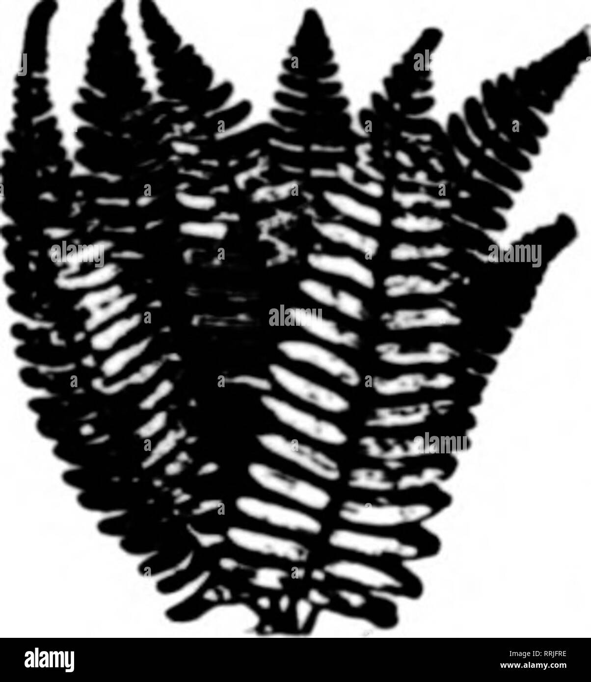 Canon A 1 Black And White Stock Photos Images Alamy