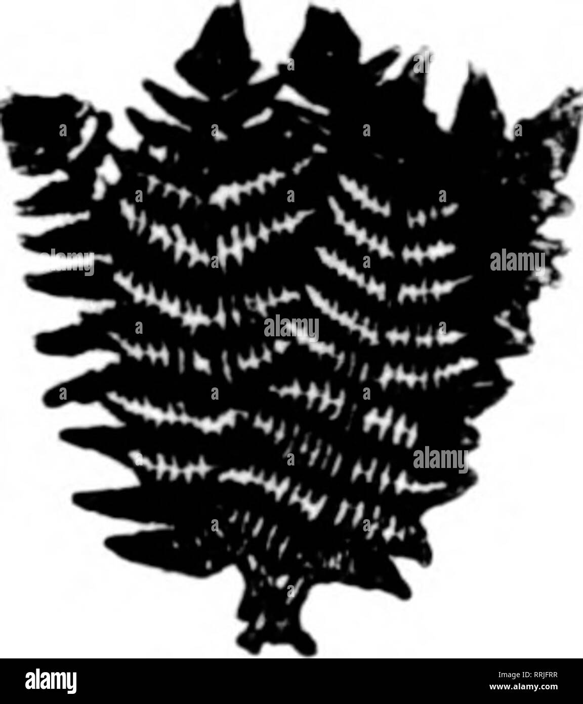 . Florists' review [microform]. Floriculture. Mention The Rerlew when yog wrtf. ^ . . Heailquarters f«r Fancy ^^WLJ/jF f*'«* *nii AH Greens ^H^Hj^^ The Best at Lowest ^^^^F Fancy Ferns, large, ^^r and Dagg:er Ferns. A KXN), 6()c. Bronze Galix, 1000,45c. Rronze Leucothoe Sprays, lOOO. $1.90. Green Leuco- thoe Sprays. ICOO, $1.7,5. Finest Ground Pine, per 5l)-lb. Aif' A • ? ^^''^* Mots, fine large sheets, per lb., 2c. AIL orders given prompt attention and satisfaction guar- anteed. Terms, cash with order. «• H. PRESNELL. R. R. 1. Del Klo. Tenn. Mention The Re-riew when yon write. L. B. Brague &a Stock Photo