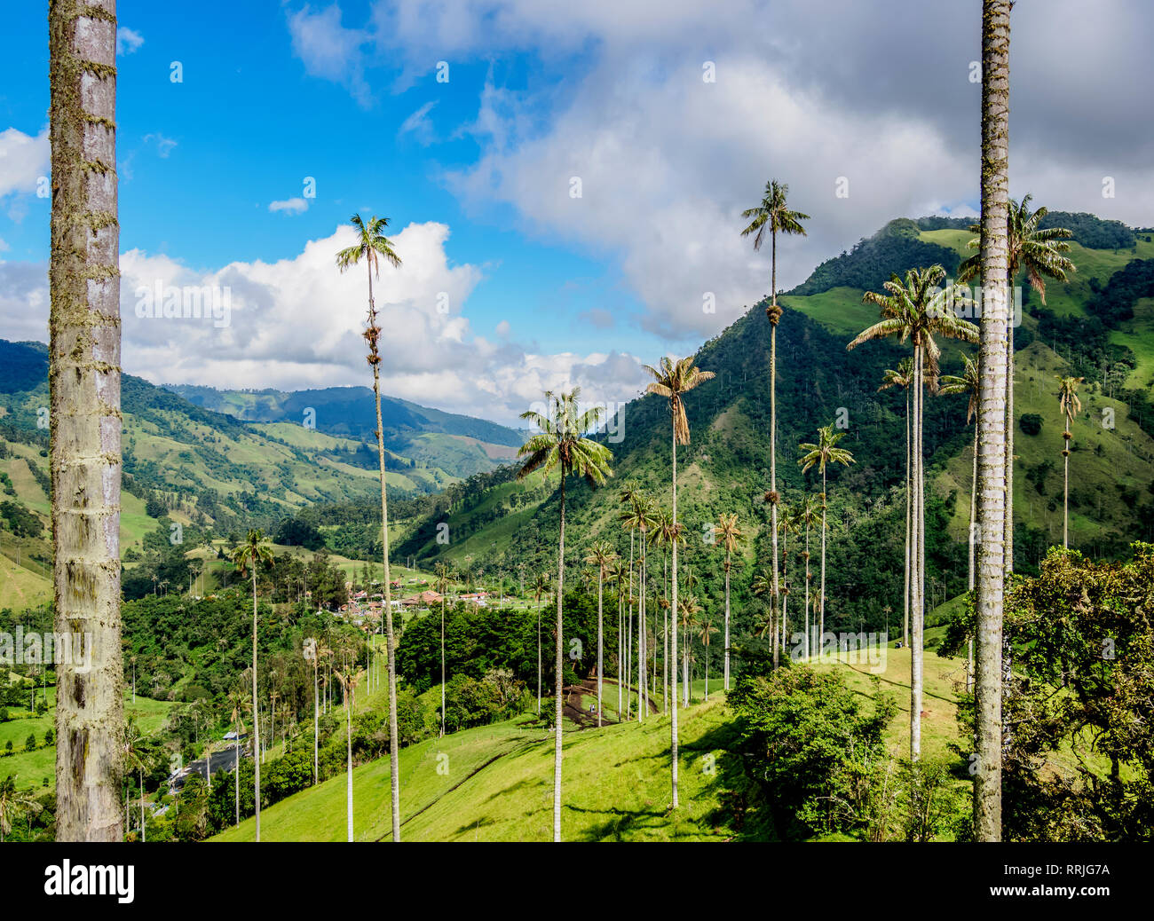 Wax Palms Hi res Stock Photography And Images Alamy