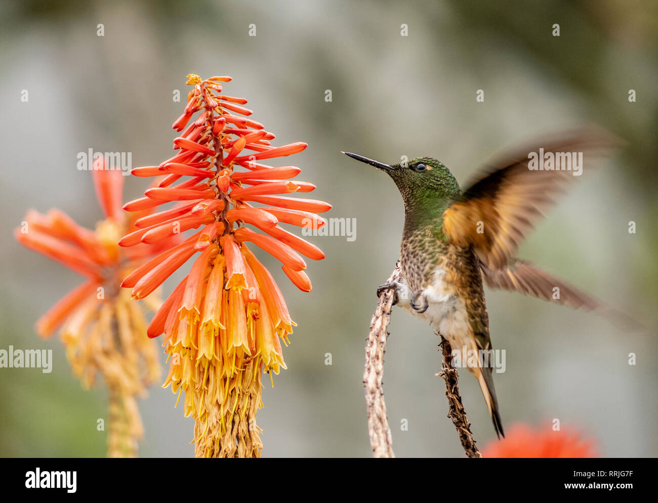 Colibri Hummingbird, La Montana, Salento, Quindio Department, Colombia, South America Stock Photo