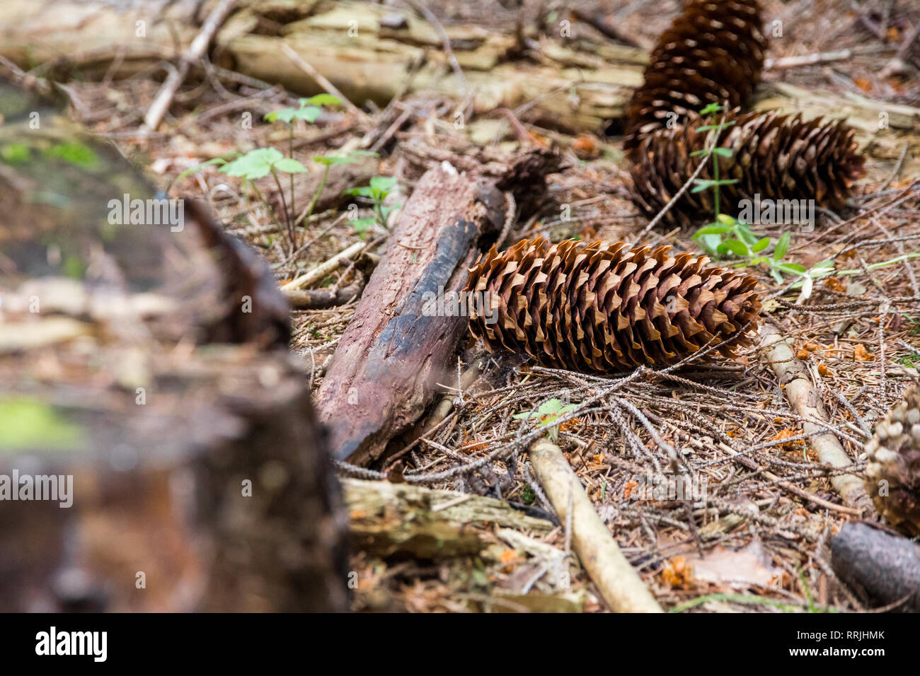 Macro of spruce cones with thin scales, fallen on the forest floor, surrounded by pieces of wood and spruce/pine needles. Late autumn scene, deep in t Stock Photo