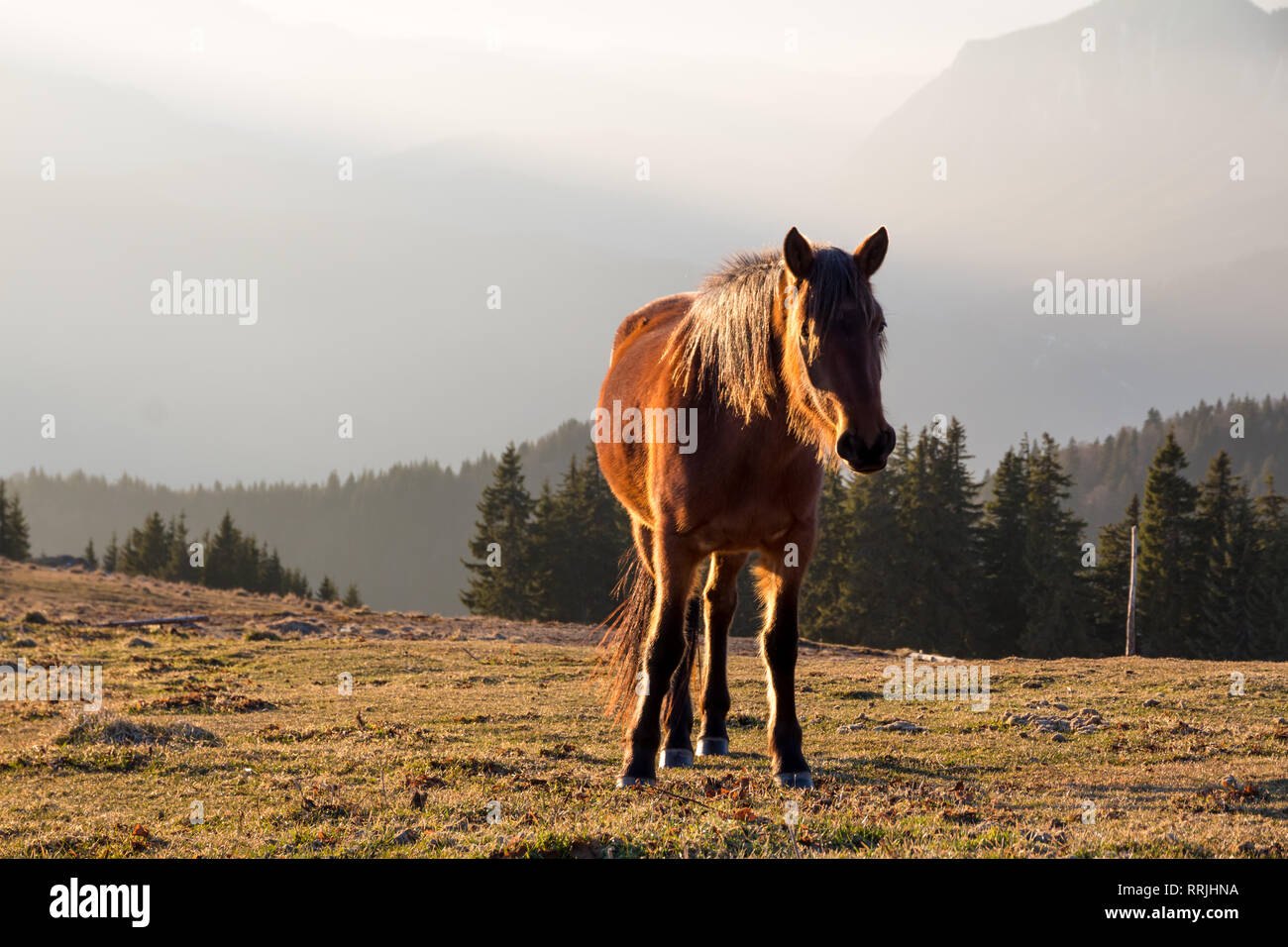 Wild brown horse looking towards the camera/photographer with the afternoon light shining through its mane and glowing on its back, up in the Carpathi Stock Photo