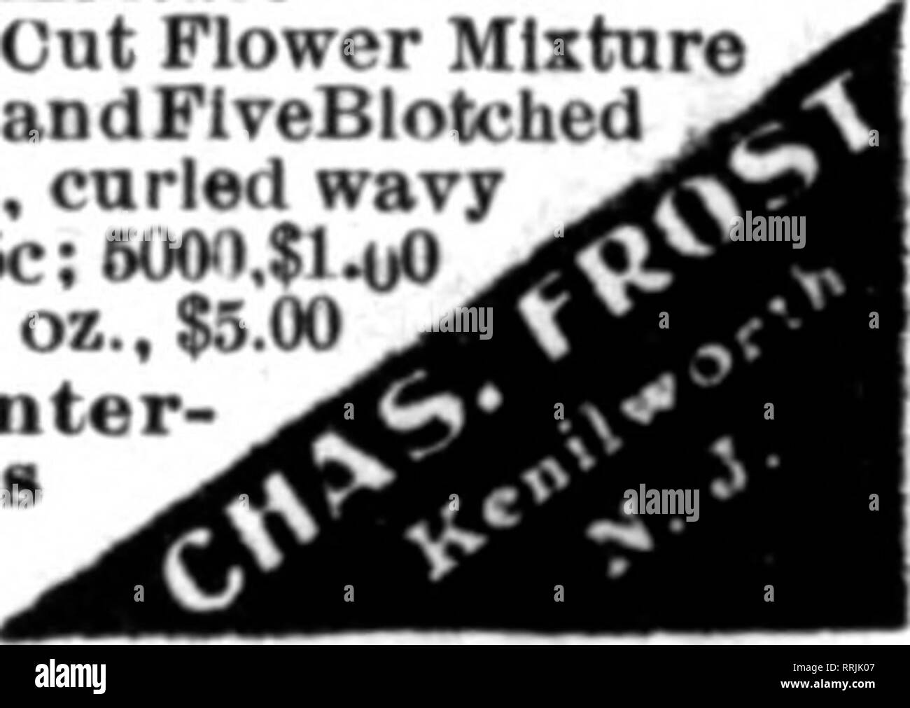 . Florists' review [microform]. Floriculture. HELLERS MICE PROOF SEED CASES. Send for CaUlogue. HELLER &amp; CO. Montpelier, Ohio CARTER'S TESTED SEEDS, Inc. JAMES FISHER. Western Representative Room 519.180 N. Dearborn St, CHICAGO, ILL ±|lllllllllllllllllllllllllllllllllllilllllllllllllllllllllllllllllllllllllllllllllllllllllllllllllll|||||u I FLOWER SEEDS[ Tr.pkt. Oz. Bellis Perennis Longf3llow. rose ..$0.iO $1.50 Bellis Perennis Snowball 40 1.50 Cineraria, semi-dwarf, giant prize strain 60 Schizanthus, er.-fl. hybrid, mixed .10 .25 Tr.pkt. Oz. = Pansy, Nonpareil, finest Quality, Z mixed $6. Stock Photo
