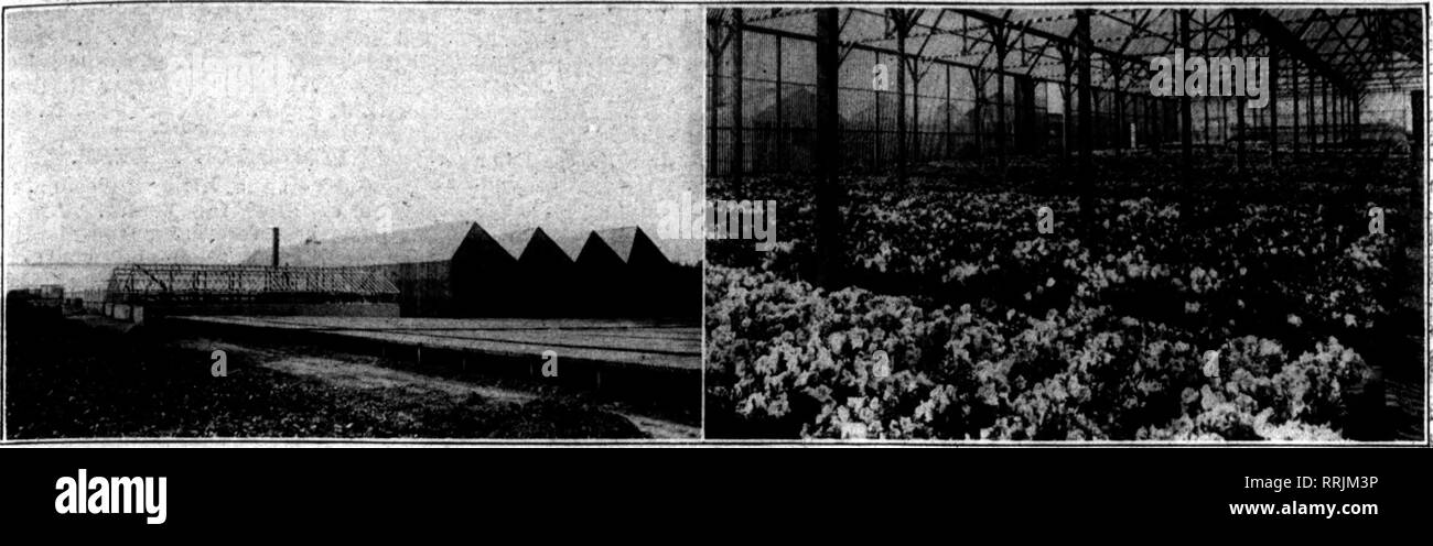 . Florists' review [microform]. Floriculture. ' OCTOBKB 12, 1916. The Florists' Review '^JTTTS&quot;&quot;. ^'iT'SJ^'-'^iv'.''^^^ '•T(7&quot;&gt;fflr'^. Lath Frames and Slat Homes for Azaleas. Ten Thousand Azaleas In a Blgr Slat House. Azalea Indica is Practically Hardy in the Climate of Eureka^ but for Best Results is Grown Under Lattice. While Mr. Ward believes that he can compete with the delivered prices of the Belgian stock, he feels certain that here, too, if necessary, the plants will command a premium, first because they are native and can be delivered in bet- ter shape than those that Stock Photo