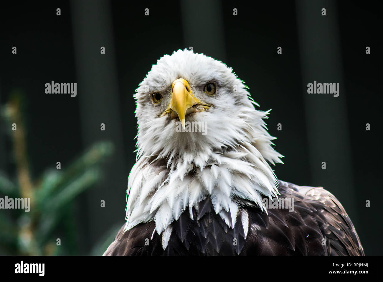 The seriousness of the bald eagle. The representation of the Unite States. Stock Photo