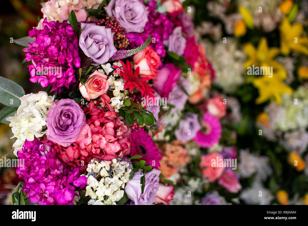 Big petal flowers hi-res stock photography and images - Alamy