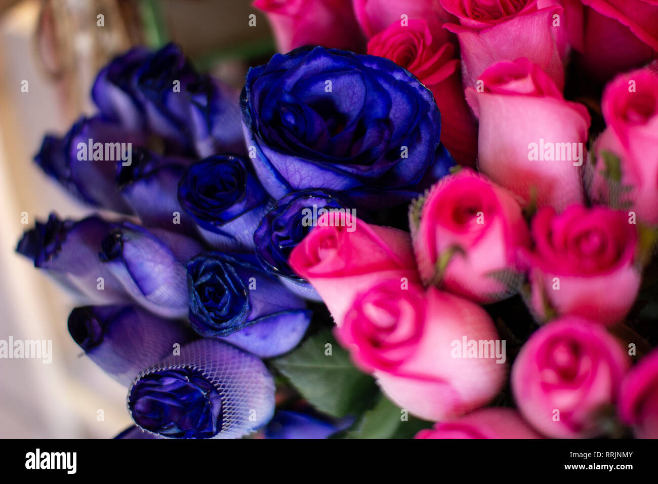 Colorful natural fresh blue and pink roses at florist shop Stock Photo